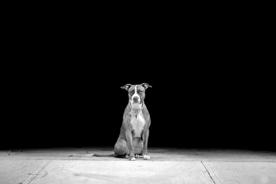 Photograph by Lou Bopp of a pit bull