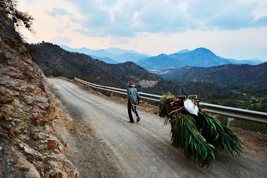 A photo showing a local man transporting agave leaves to the distillery. Photo by Max Kelly.