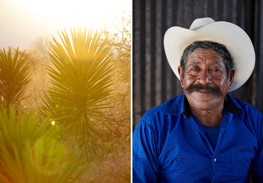 A photo of an agave plant and a local man. Photo by Max Kelly.