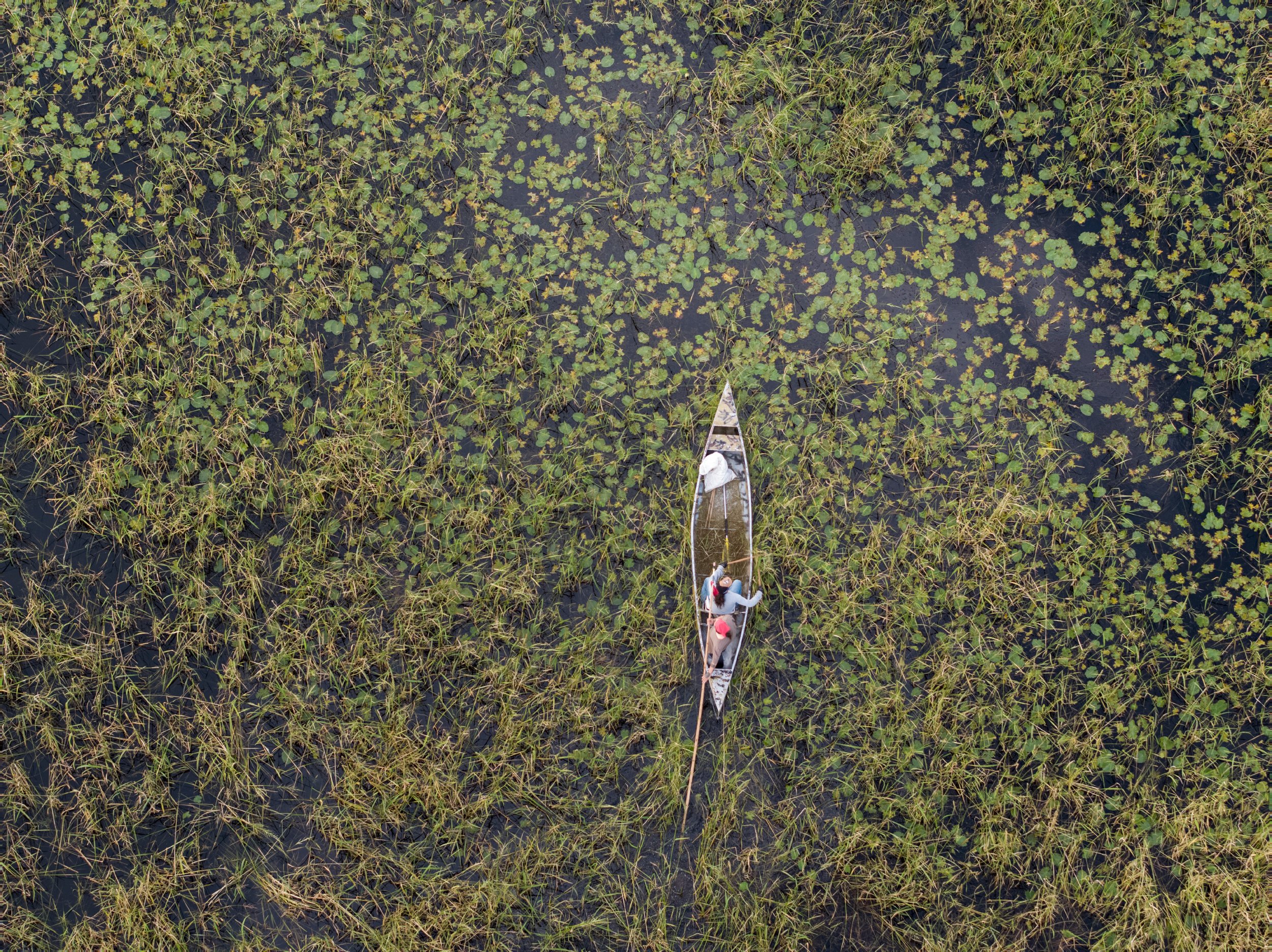 Aerial photograph of row boat in rice paddy 