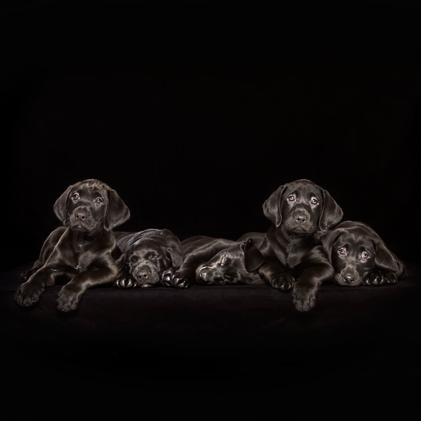 Five black Labrador puppies against the black background, photo by Shaina Fishman.