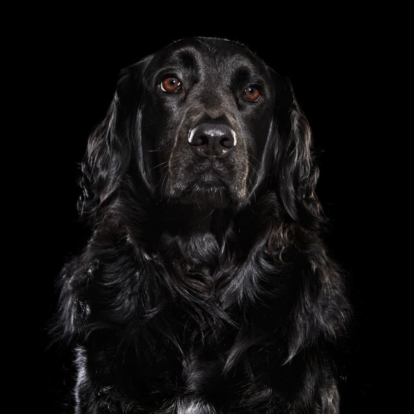 Black dog against the black background, photo by Shaina Fishman.