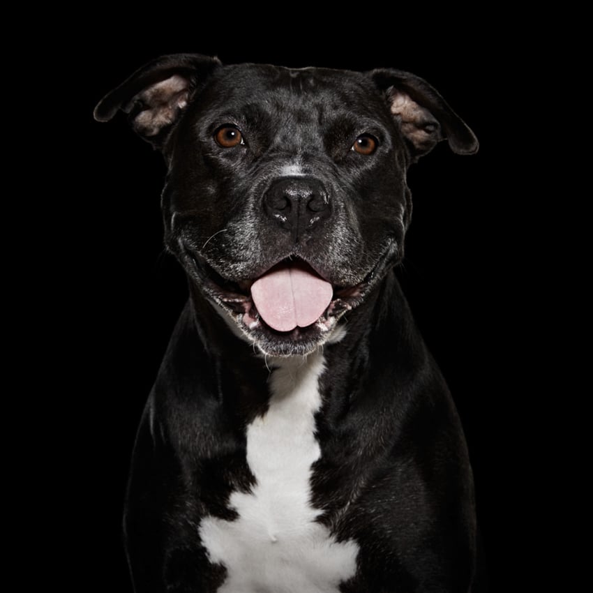 Black and white dog against the black background, photo by Shaina Fishman.