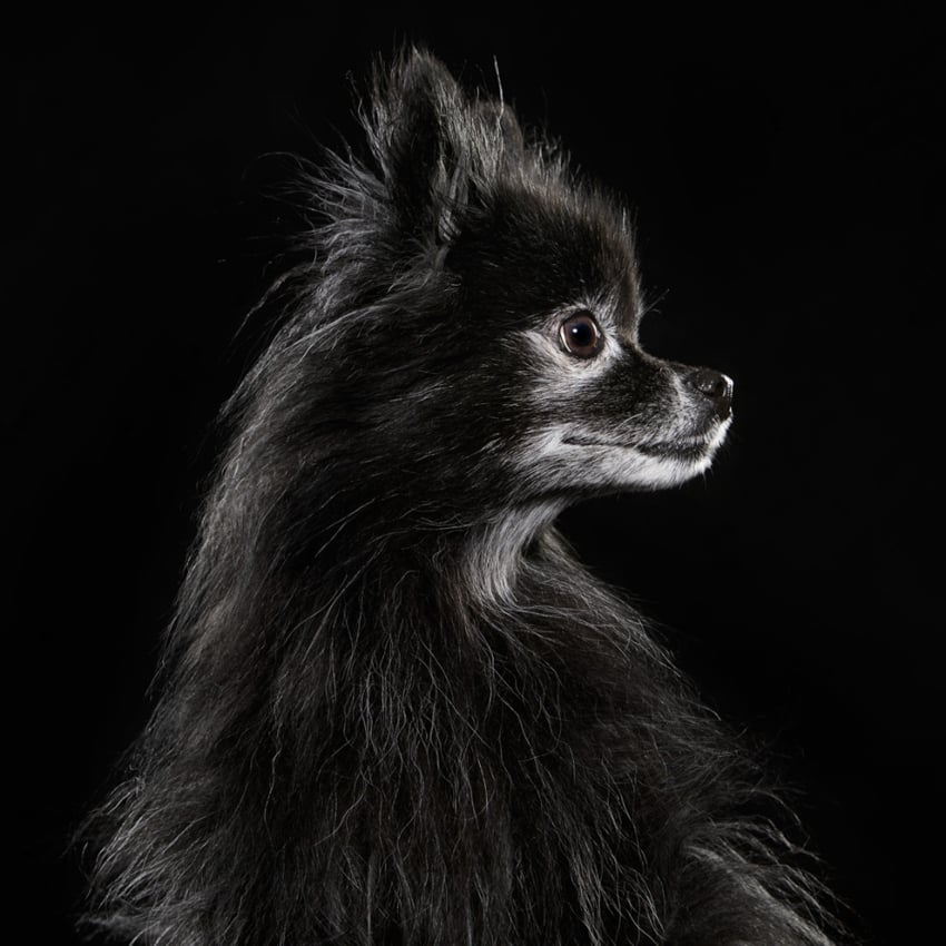Black Pomeranian dog against the black background, photo by Shaina Fishman.