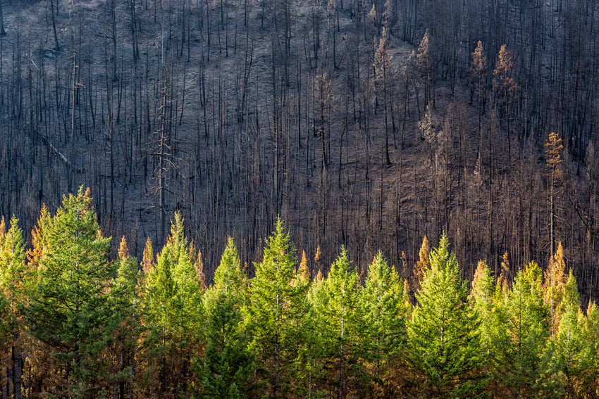 A photo capturing a part of the forest with towering trees that has been burnt down. Photo by Stephen Matera.