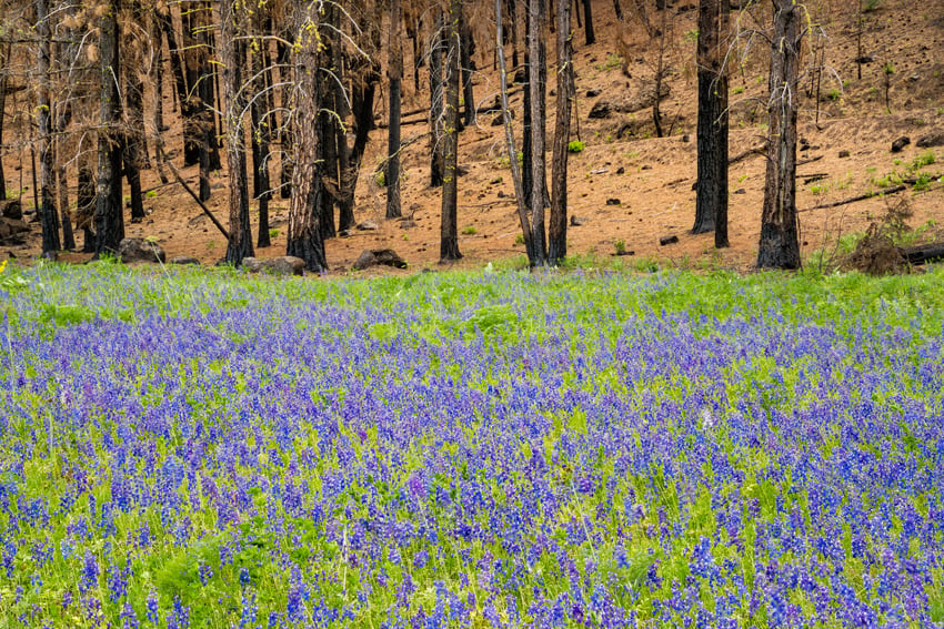 A contrast between a section of the forest that has been scorched by fire and a vibrant patch of green grass and flowers. Photo by Stephan Matera.