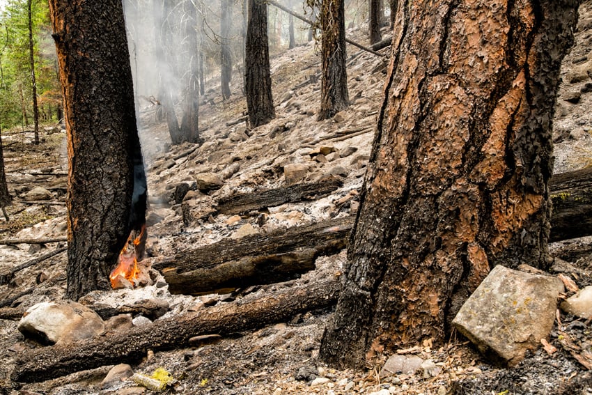 A photo showing a part of the forest burned down. Photo by Stephen Matera.