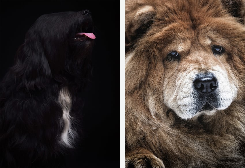 Portraits of dogs photographed by Balint Hajagos.