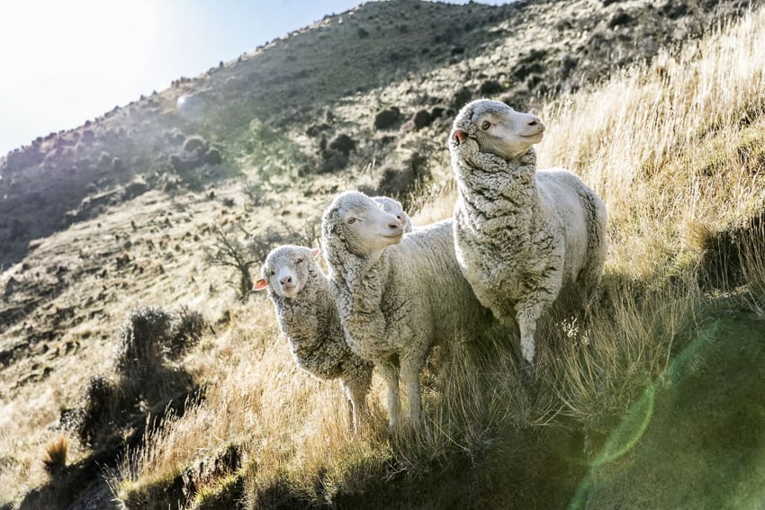 an image of sheep on a hillside from photographer Tadd Myers New Zealand Sheep project.