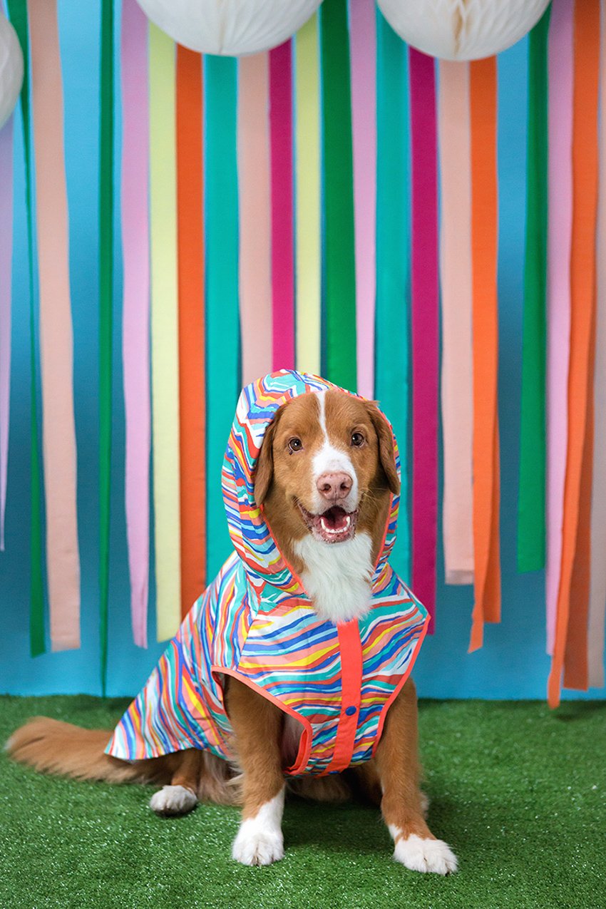 A portrait of a dog in a raincoat photographed by Grace Chon.