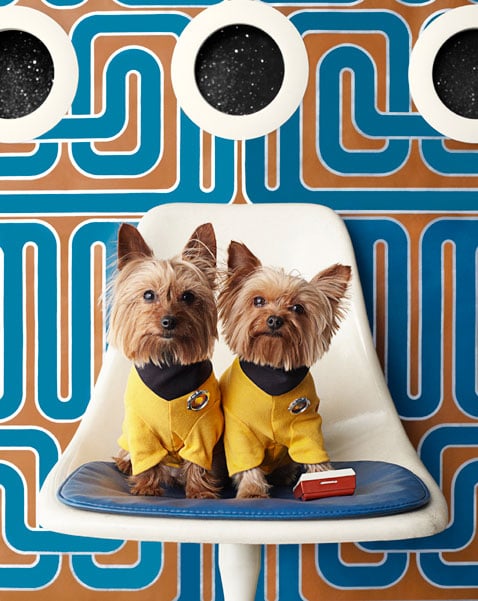 Two small pups dressed as Star Trek-like characters shot by Brooklyn N.Y.-based animal photographer Winnie Au 