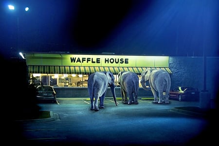 Photo by James Quantz Jr. of three elephants looking into the windows of a Waffle House at night.