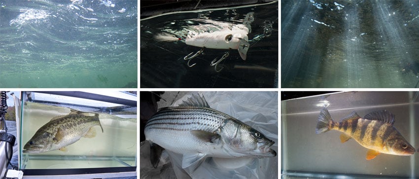 Six behind-the-scenes photos of photographer John Kuczala's underwater series called "Fish." The three photos across the bottom are of different types of fish, and the photos across the top are two underwater shots with light shining down through the surface, and one photo of a fishing lure in water. 