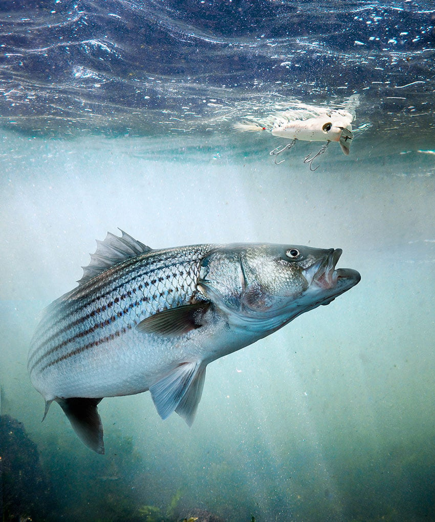 John Kuczala's photo of an open-mouthed fish in underwater in pursuit of a white fishing lure with two three-pronged hooks. The fish has silvery scales and several long black stripes down its back.
