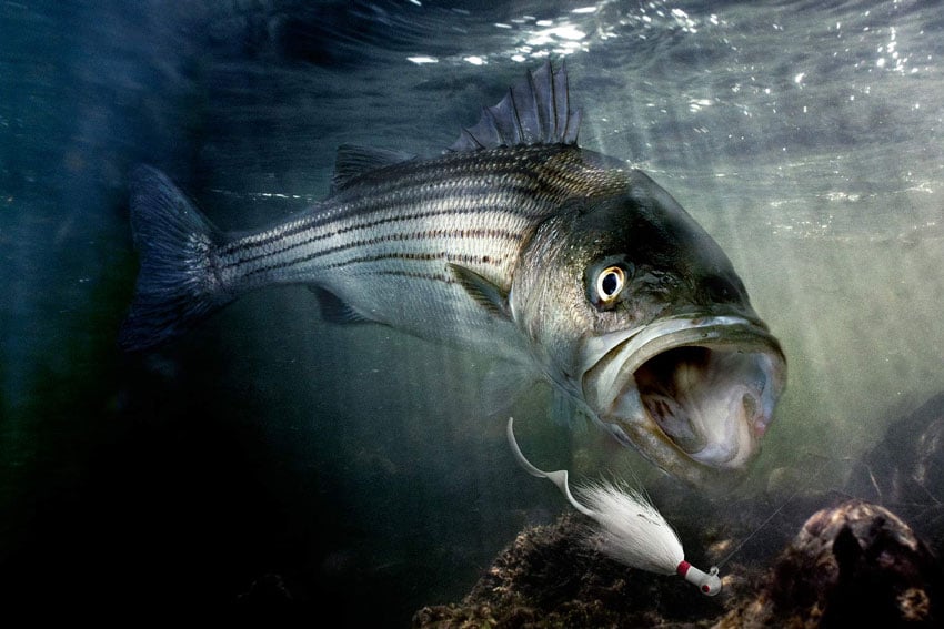 John Kuczala's photo of an open-mouthed fish underwater in pursuit of a white fishing lure with a feathery looking white tail and a red "eye."