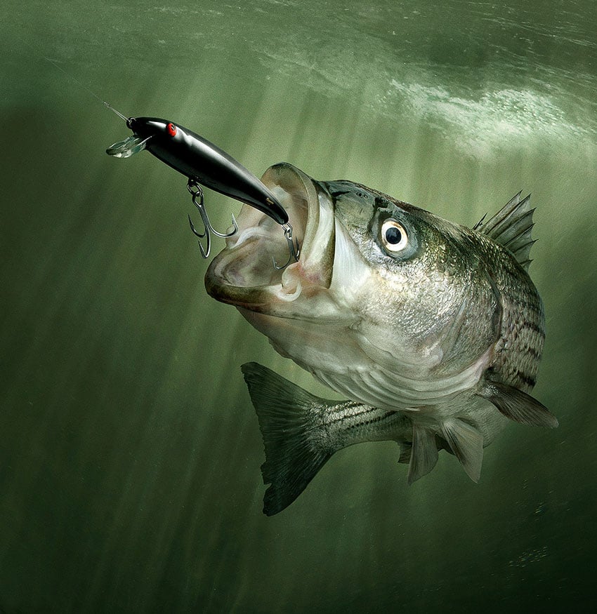 John Kuczala's photo of an open-mouthed fish in green water in pursuit of a black fishing lure with a red "eye" and two three-pronged hooks.