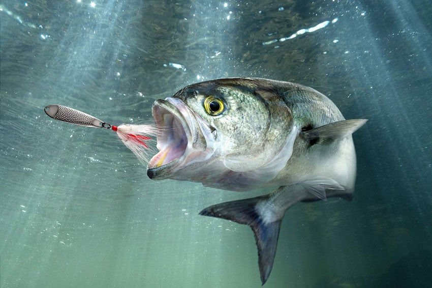 John Kuczala's photo of an open-mouthed fish underwater in pursuit of a metal fishing lure with a feathery white and red "tail."