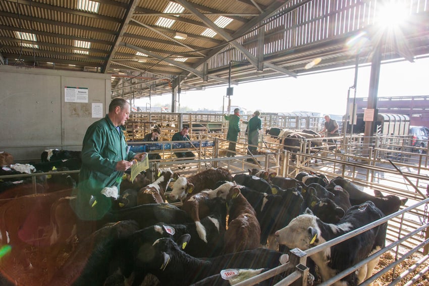 Jonathan Browning photographs of young calves being counted.