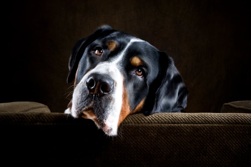 A portrait of a dog photographed by Karen Morgan.