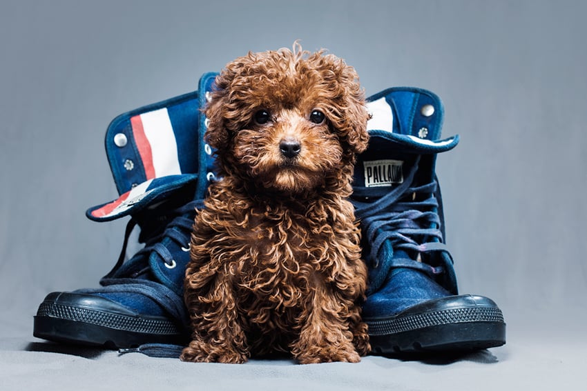 A puppy next to boots photographed by Keith Tsuji.