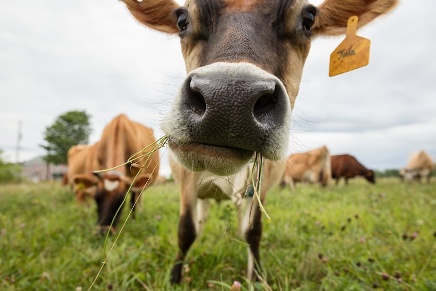 Lisa Godfrey's photo for Adirondack Life Magazine. The subject is a cow with a yellow tag on its left ear chewing on some green grass. The photo is taken from below, and there are several more cows out of focus in the background.