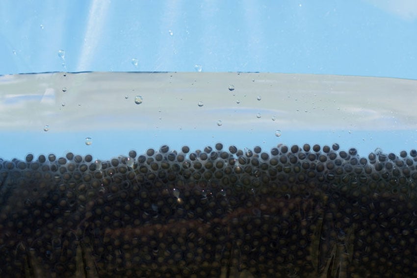 Image showing a close up of fish eggs.