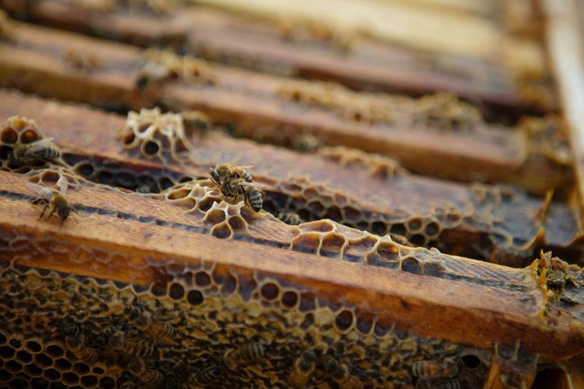 Photographer Natalie Faye's photograph for The Bee Girl Organization featuring a closeup of a beehive. Honeycombs cover the wooden framework of the hive and several bees are perched on it.