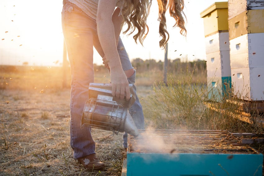 A photo by Natalie Faye of Sarah Red-Laird. The photo features Sarah using a smoker on a beehive on the ground. Sarah is bent at the waist, with her long curls falling forward. Her face is not visible in the shot. The shot is warmly lit by natural golden light.