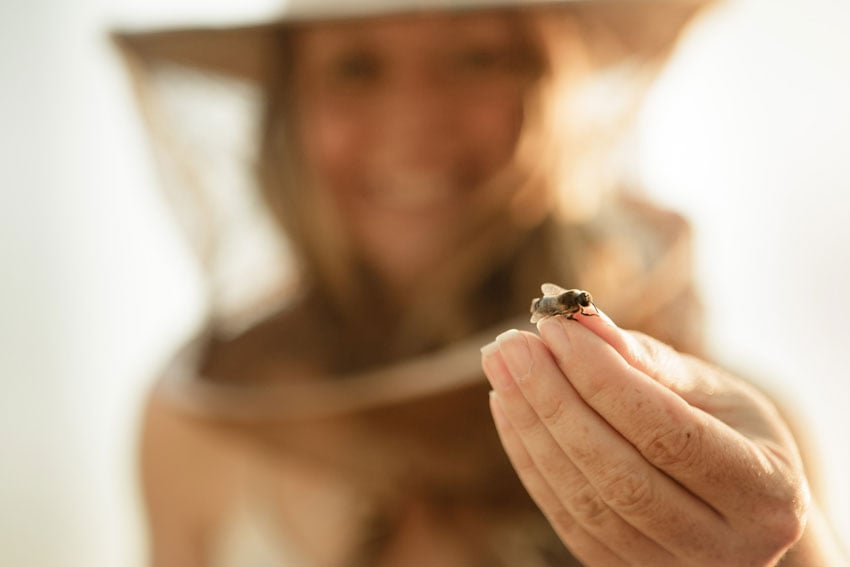 An image captured by photographer Natalie Faye of Sarah Red-Laird holding up a single bee with her freckled hand. Her smiling face, covered by a protective head covering can be seen out of focus in the background. The shot is lit by golden sunlight.