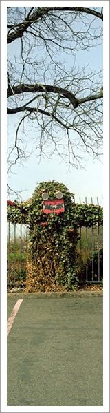 A green bush hedge with a face by Peter Baker