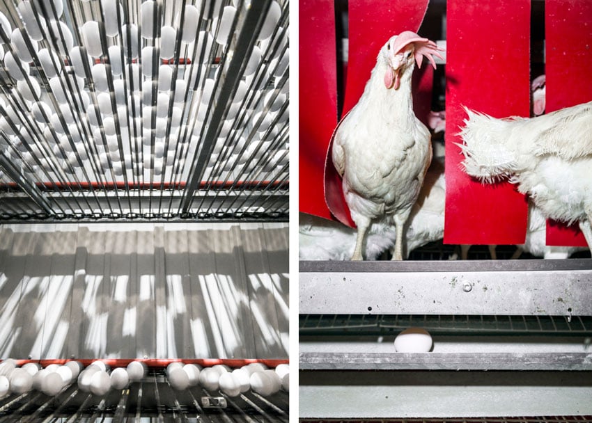An image showcasing the juxtaposition of egg production in a factory on one side, featuring neatly arranged eggs, while on the other side, a candid shot of a curious hen engaging with the camera, image by Ryan Donnell.