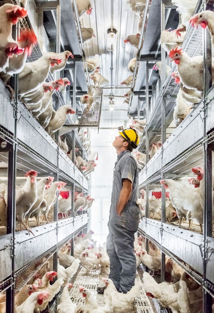 A worker attentively observing a multitude of chickens in a bustling chicken factory.