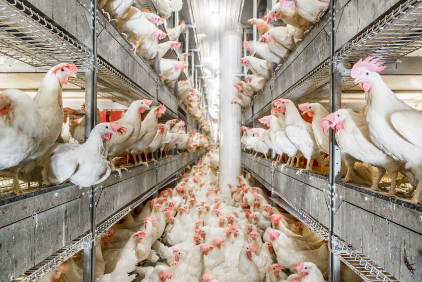 A vibrant image capturing the dynamic atmosphere of a modern poultry farm, image by Ryan Donnell.