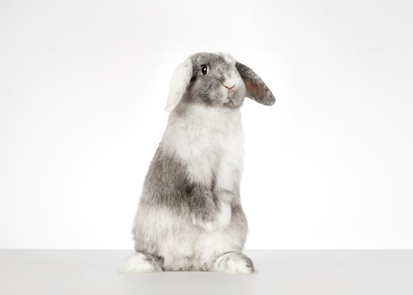 Gray and white bunny rabbit by Shaina Fishman