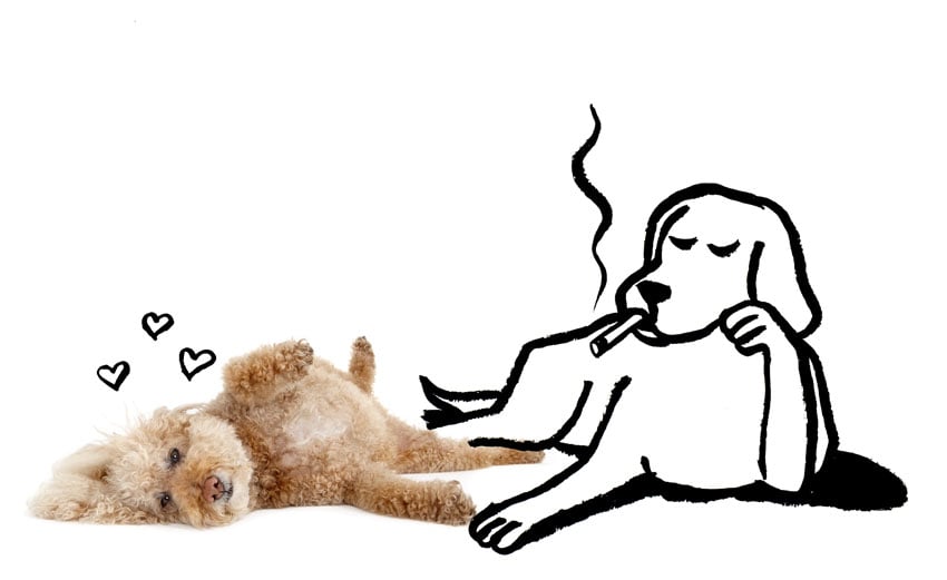 A real dog lies on the ground with whimsical illustrated hearts floating above, accompanied by an illustrated canine friend lounging beside, casually holding a cigarette in its mouth, photo by Shaina Fishman.
