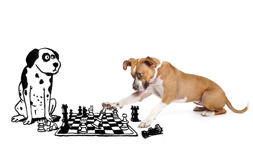 An illustrated dog engages in a game of chess alongside a real dog, photo by  Shaina Fishman.