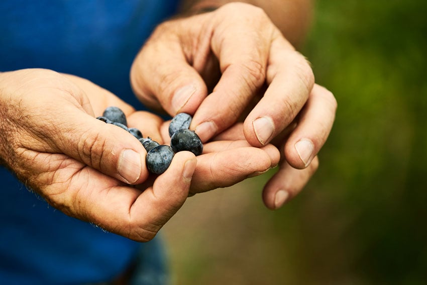 Weathered hand cradling a handful of vibrant blueberries, photo by Starboard & Port.