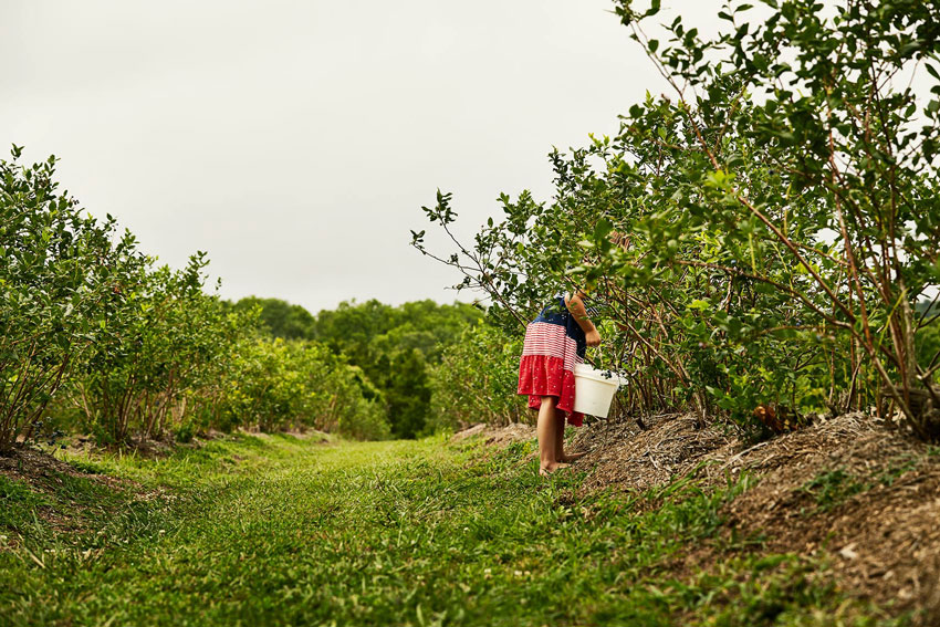 A woman picking blueberries, photo by Starboard & Port.