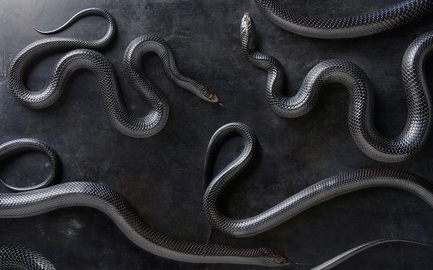 Floor of black snakes photographed Greg DuPree