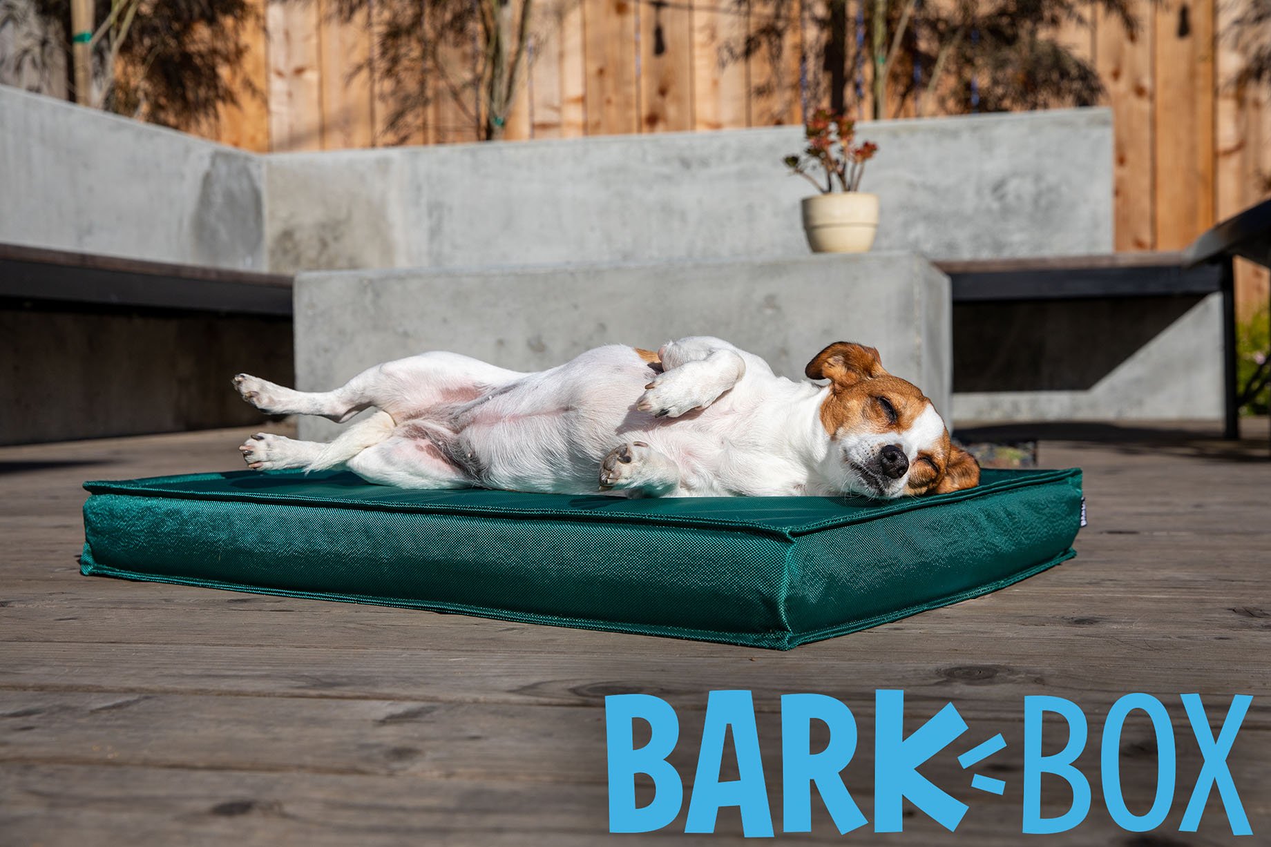 Small dog sleeping in the sun on BarkBox outdoor dog bed shot by Mark Rogers