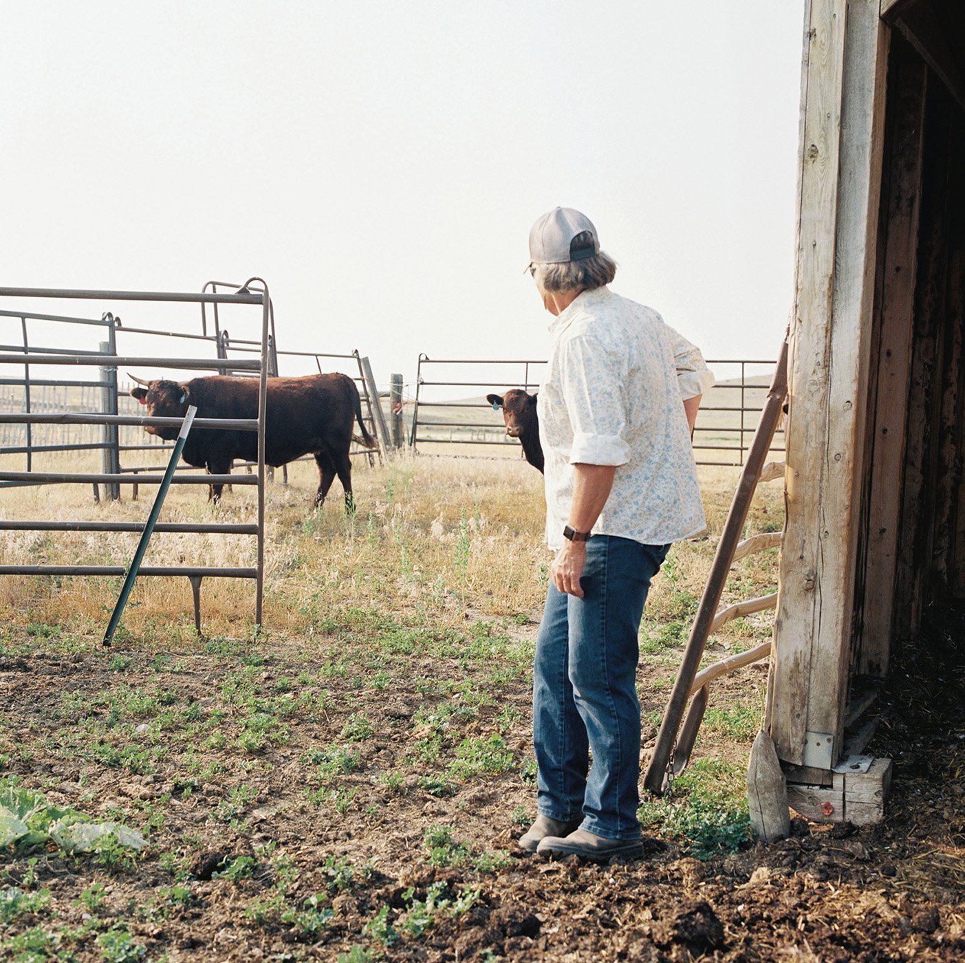Farmer tending to cows in pen shot by Abigail Bobo for First Opportunity Bank
