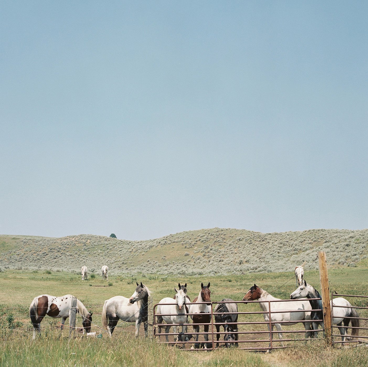 Horses on a hilly range shot in Montana shot by Abigail Bobo for First Opportunity Bank