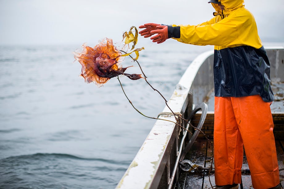 Fisherwoman throws jellyfish overboard. Photographed by Anya Chiblis.