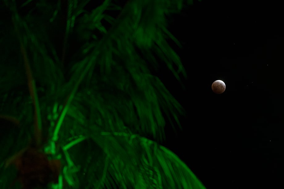 The super flower blood moon next seen through a set of palm trees located near Aloha Towers. Photography by Marco Garcia for Reuters. 