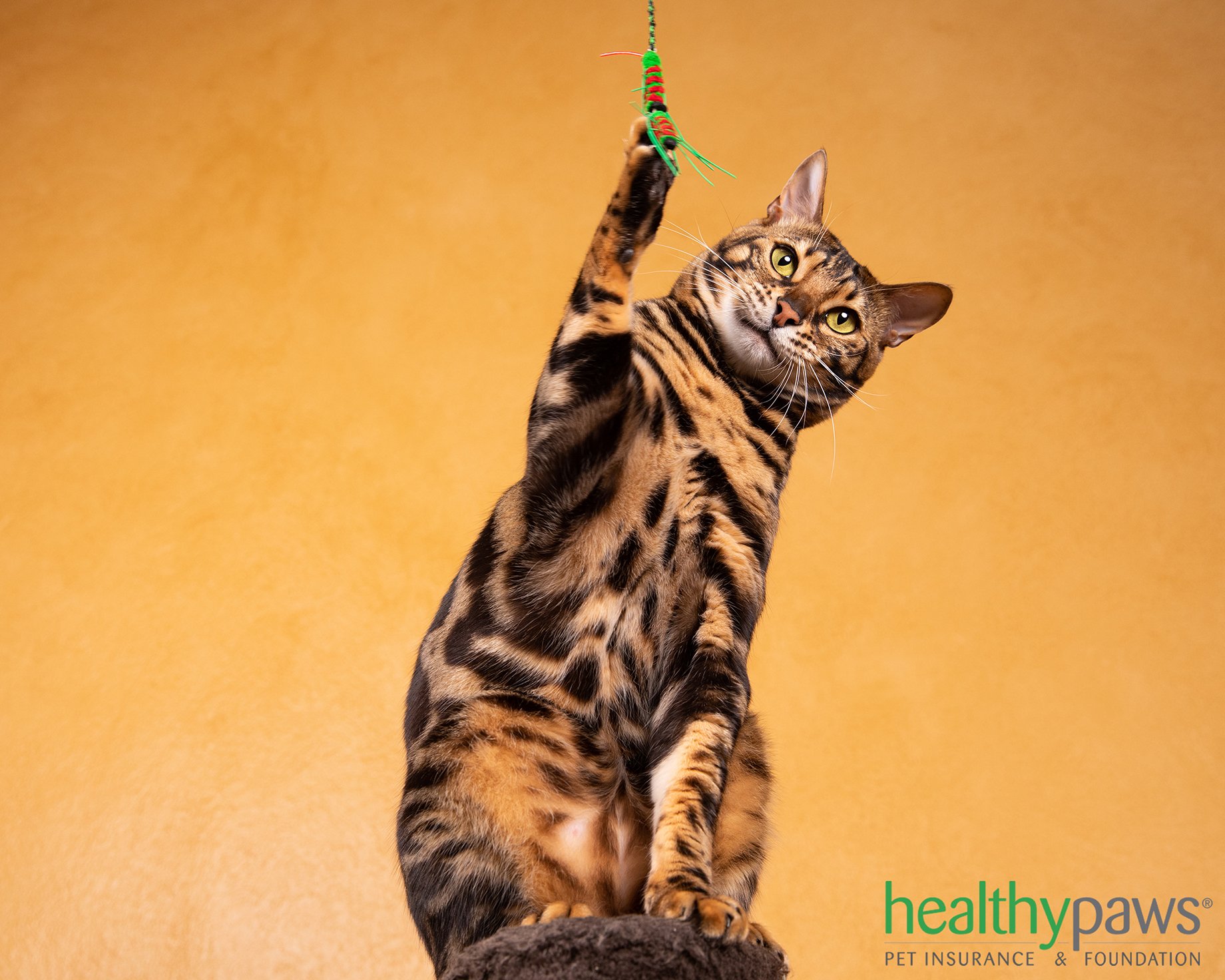 Cat photographed by Mark Rodgers for Healthy Paws.