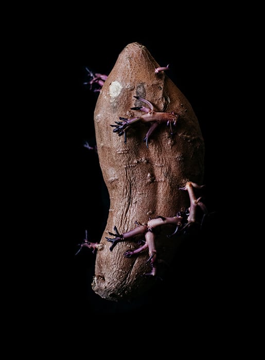 Sprouted sweet potato photographed against a black background.
