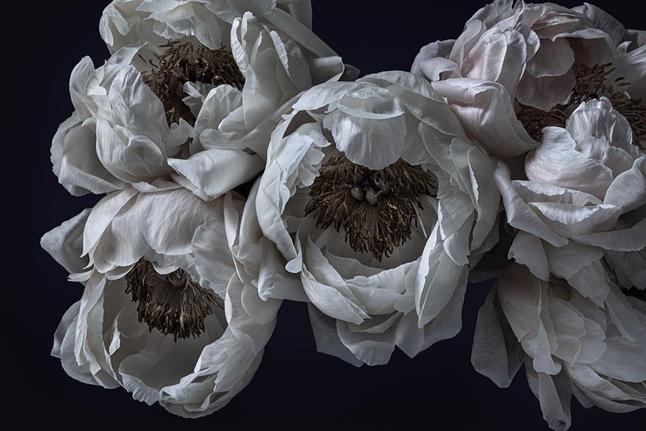 Peonies photographed by Richard Boll.