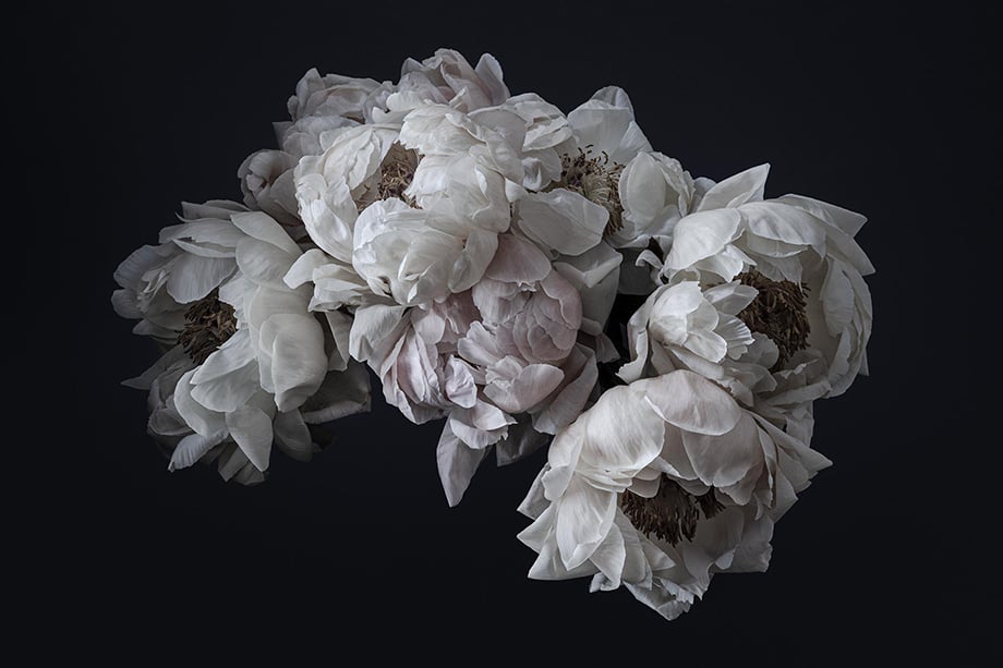 An arrangement of Peonies photographed by Richard Boll.