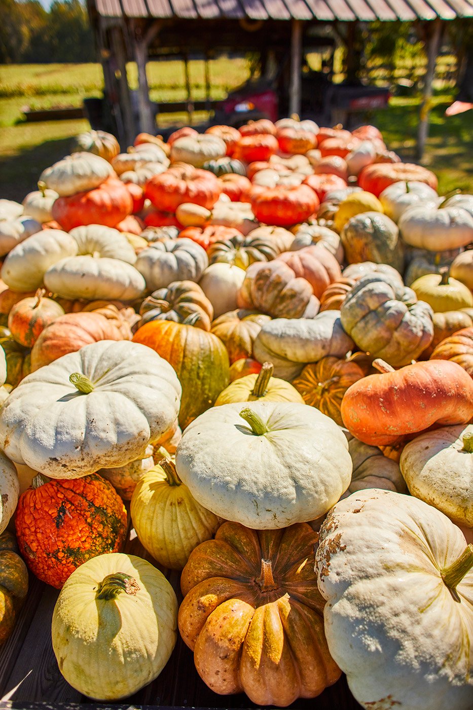 Pumpkins of all sizes at Parrish Pumpkin patch in Lunenburg county, Virginia shot by Tyler Darden for Virginia Living magazine.