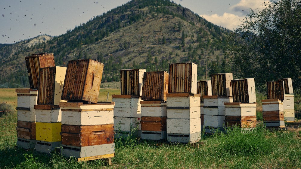 Photo of stacks of bee hives in valley, at the foot of a large hill, by Squamish, British Columbia-based portrait photographer Christian. Tisdale 